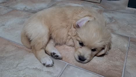 Young-Golden-Retriever-Pup-Closing-Eyes-To-Sleep-Laying-On-Floor