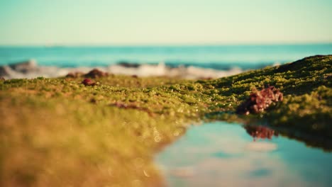 Sea-shoreline-out-of-focus-waves-hit-sand-and-seaweed-at-sunset-closeup-4K-16:9