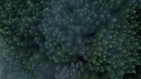 Aerial-top-down-flight-over-frosty-Douglas-fir-trees-and-alder-trees