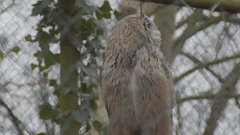 Low-angle-view-of-Eurasian-eagle-owl-turning-head-while-in-cage