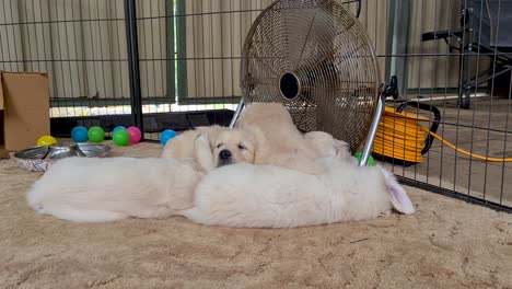 Golden-Retriever-Pup-Walking-Over-Other-Puppies-To-Lay-Down-Near-Floor-Fan