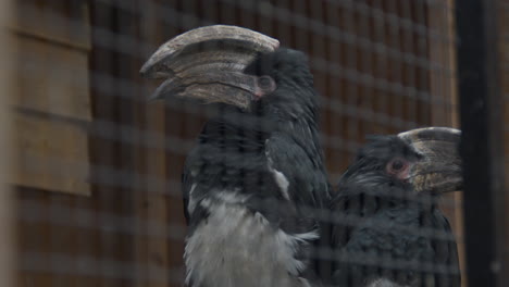 Two-trumpeter-hornbills--in-zoo's-bird-cage