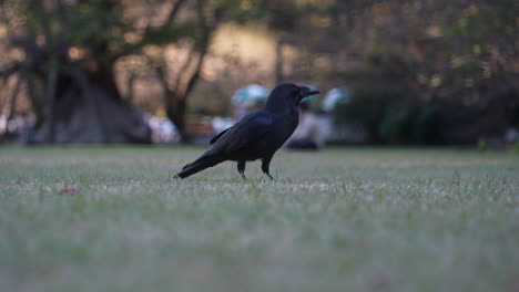 Japanese-Jungle-Crow-Foraging-And-Pecking-On-Grass-Of-Park-In-Tokyo,-Japan