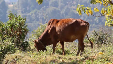 Una-Vaca-Doméstica-Que-Vaga-Libremente-Pastando-Pacíficamente-En-India