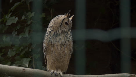 Portrait-of-Indian-eagle-owl-sitting-on-branch-in-large-bird-cage