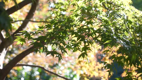 Japanese-Maple-Tree-With-Green-Foliage-In-Spring-Swaying-In-Wind-On-A-Sunny-Day-In-Tokyo,-Japan
