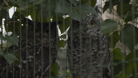 Two-spotted-eagle-owls-looking-at-camera-from-bird-cage