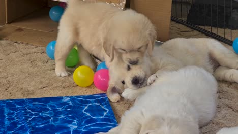 Golden-Retriever-Puppies-Being-Playful-With-Each-Other-Inside-Dog-Pen