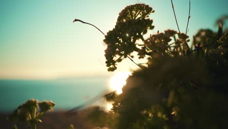 Klippenfelsen-Der-Ozeanküste,-Mit-Vegetationsnahaufnahme-Bei-Sonnenuntergang-Mit-Blauem-Himmel-Bei-4k