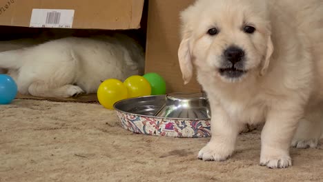 Golden-Retriever-Puppy-Drinking-From-Water-Tray-On-Carpet