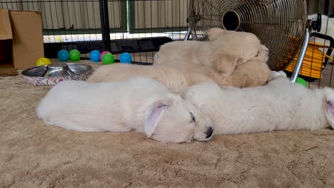 Golden-Retriever-Puppies-Laying-Next-To-Each-Other-Near-Large-Floor-Fan-Indoors