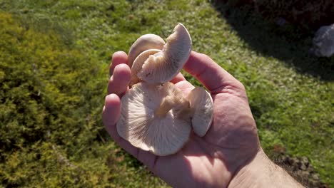 Hand-holding-picked-wild-mushrooms-in-sunny-meadow,-Closeup