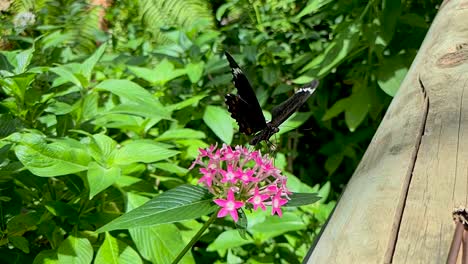 Obstgarten-Schwalbenschwanz-Schmetterling-Thront-Auf-Pflanze-Und-Schlägt-Mit-Den-Flügeln