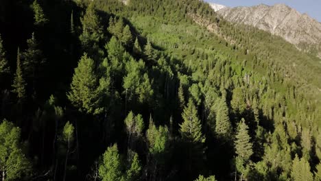 A-flight-over-evergreen-tree-tops-in-the-mountain-valleys-during-the-morning-hours