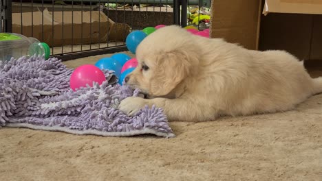 Young-Golden-Retriever-Pup-Chewing-On-Purple-Rag-On-The-Floor
