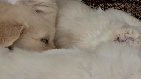 Adorable-Cachorro-Golden-Retriever-Descansando-Sobre-Otro-Antes-De-Levantarse