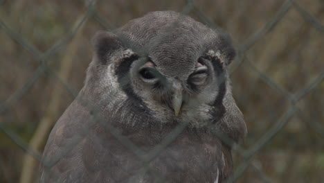 Close-up-of-large-owl-looking-at-camera