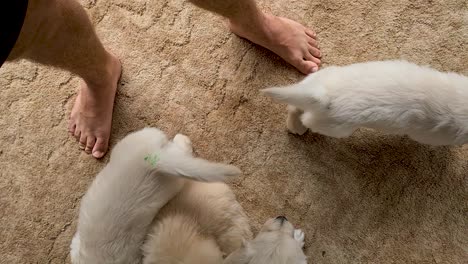 Golden-Retriever-Puppies-Being-Playful-Beside-Owners-Legs