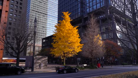 Bright-fall-foliage-tree-next-to-high-rise-skyscrapers-in-urban-setting