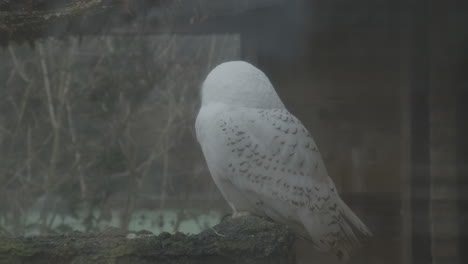 Snowy-owl-sitting-on-branch-in-glass-bird-aviary