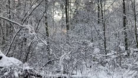 Fresh-snow-in-forest-collecting-on-branches,-white-winter