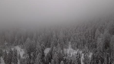 Flying-through-foggy-winter-forest-landscape
