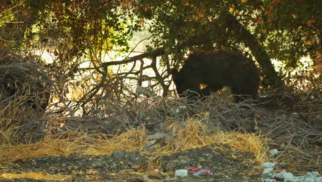 Curious-Bear-Cub-Exploring-Garbage-Littered-Ground-in-California,-Static
