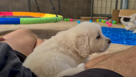 Golden-Retriever-Puppy-Sitting-In-Between-Owners-Lap-On-Floor-Inside-Dog-Pen