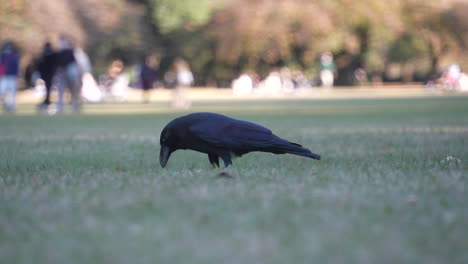 A-Hungry-Japanese-Jungle-Crow-Foraging-In-A-Grass-Field-At-The-Park---Rack-Focus