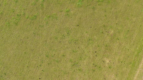 Aerial-vertical-approach-of-farm-green-farmland