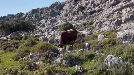 Retinto-cow-grazing-in-rocky-mountain-landscape-in-Cadiz-province,-Spain