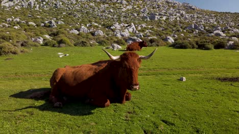 Reddish-Brown-Retinto-Cow-Laying-in-Meadow-of-Southern-Spain,-Tilt-Down