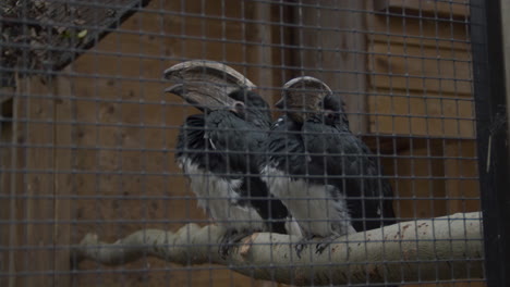 Two-trumpeter-hornbills-sitting-on-branch-in-bird-cage