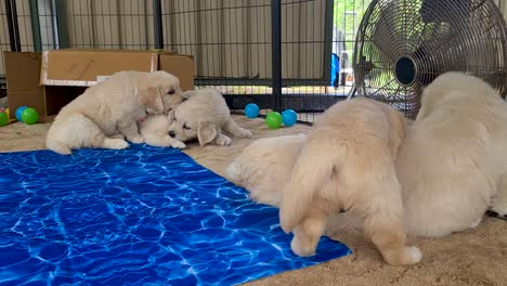 Golden-Retriever-Puppies-Laying-Near-Blue-Towel-Being-Cooled-By-Fan-Indoors
