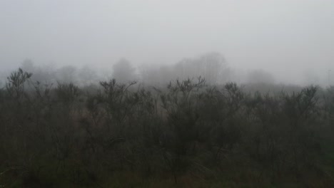 Foggy-Sky-Over-Brush-Landscape-During-Misty-Morning
