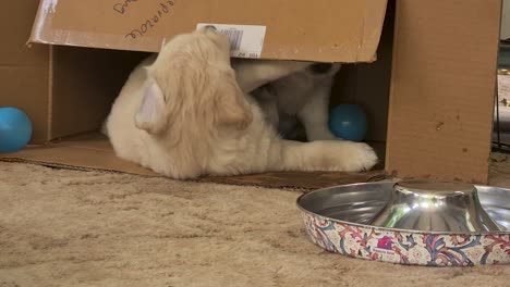 Golden-Retriever-Puppy-Coming-Out-Of-Cardboard-Box-To-Drink-Water
