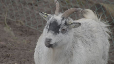 Portrait-of-white-goat-with-black-spots-looking-at-camera