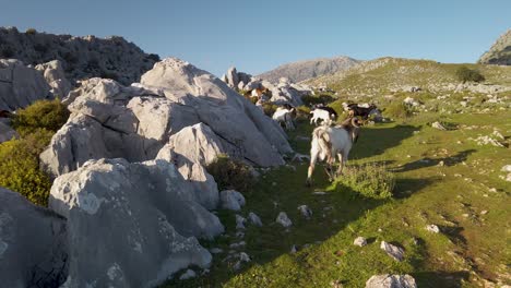 Billy-climbing-over-large-rocks-to-join-herd-in-rugged-mountain-valley