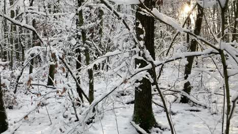 Sonniger-Wintertag-Im-Wald-Mit-Frischem-Schnee-Bedeckt