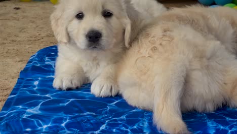 Golden-Retriever-Puppies-Laying-On-Blue-Towel-Being-Cooled-By-Fan