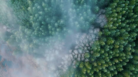 Static-aerial-birdseye-of-fog-over-Douglas-fir-trees