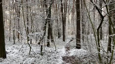 Path-in-forest-covered-with-snow-on-sunny,-winter-day