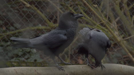 Dos-Cuervos-Negros-Cautivos-Sentados-En-Una-Rama-Y-Comiendo