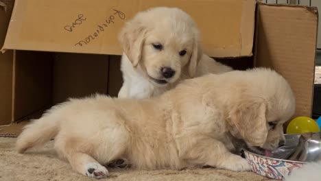 Two-Puppies-Playing-Near-Cardboard-Box-With-One-Drinking-Water-From-Tray