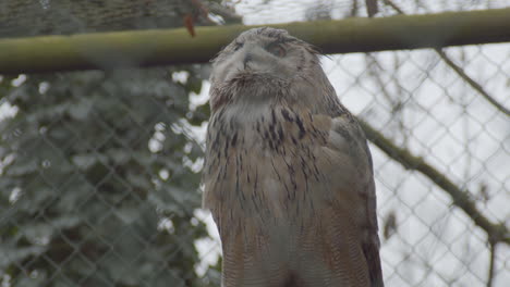 Low-angle-view-of-eagle-owl-in-bird-cage