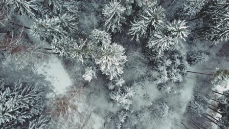4K-UHD-aerial-drone-flight-clip-moving-along-snowy-tree-tops-in-a-dreamy-forest-in-winter-in-Bavaria,-Germany