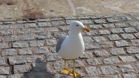 Yellow-legged-gull-looking-around-and-walking-towards-the-water-in-the-harbor
