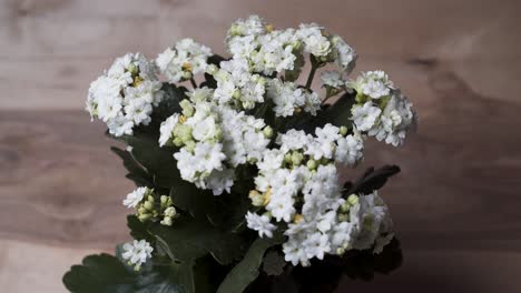 Spraying-Water-Mist-On-A-White-Flowering-Kalanchoe---Close-up
