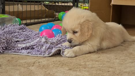 Young-Golden-Retriever-Pup-Playfully-Chewing-On-Purple-Rag-On-The-Floor