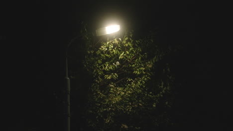 Straßenlaterne-Beleuchtet-Nachts-Mit-Grünen-Blättern-Im-Hintergrund-In-Tokio,-Japan